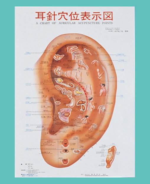 耳介図カラー図鑑 耳針穴位表示図 ポスター KP-119
