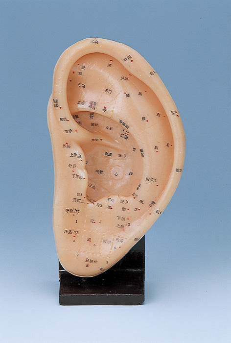 スタンド付耳模型 KP-247